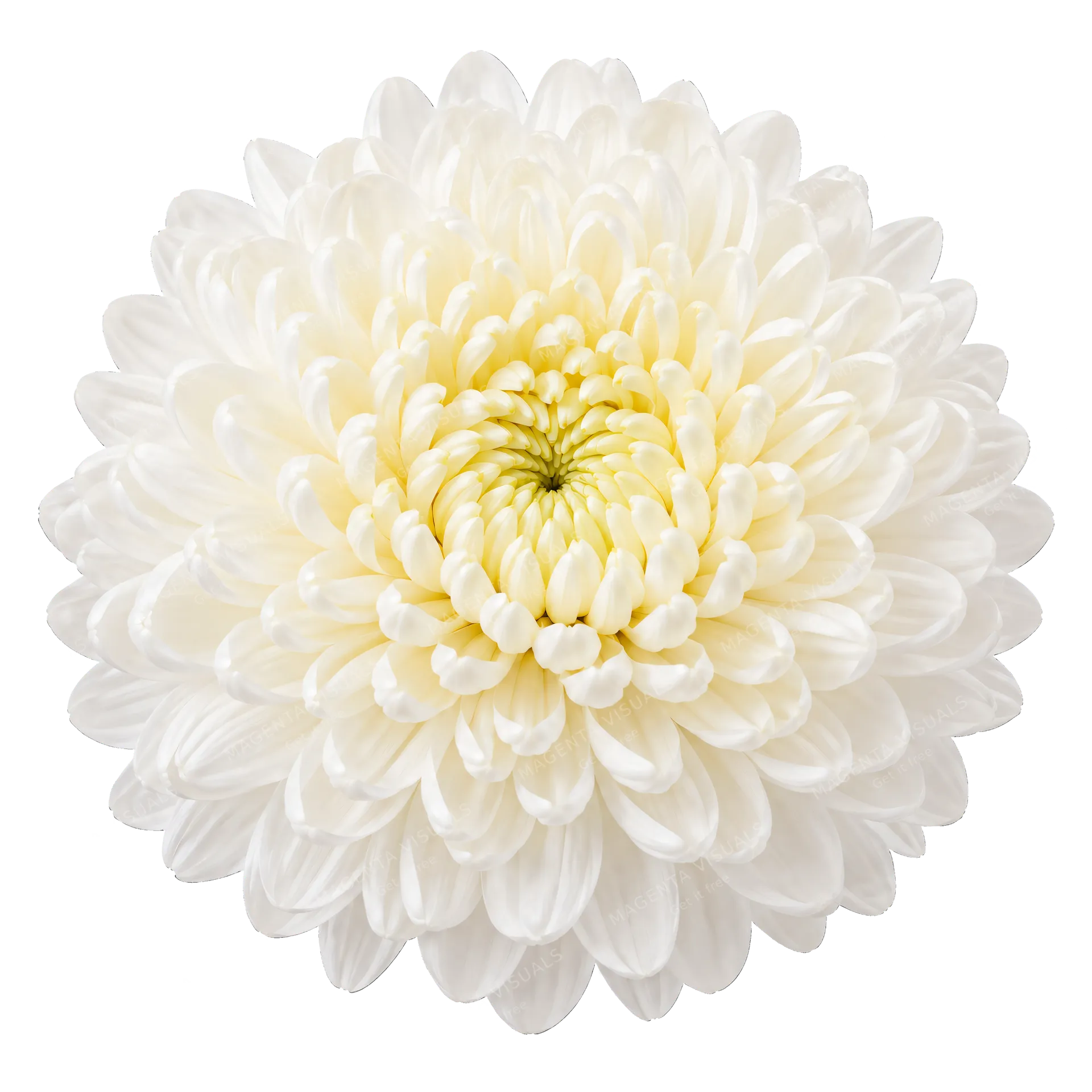 4K transparent cutout of product photography of a single full chrysanthemum bloom with densely packed overlapping petals, isolated object, entire subject visible, centered in frame, pure white background,…