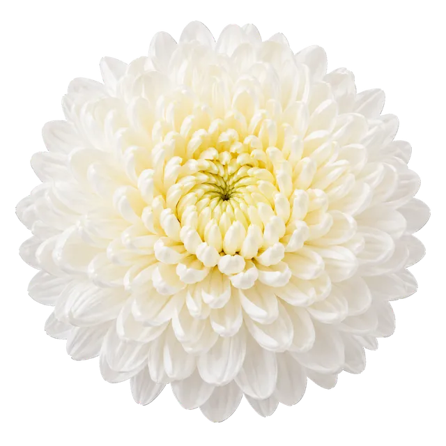 4K transparent cutout of product photography of a single full chrysanthemum bloom with densely packed overlapping petals, isolated object, entire subject visible, centered in frame, pure white background,…