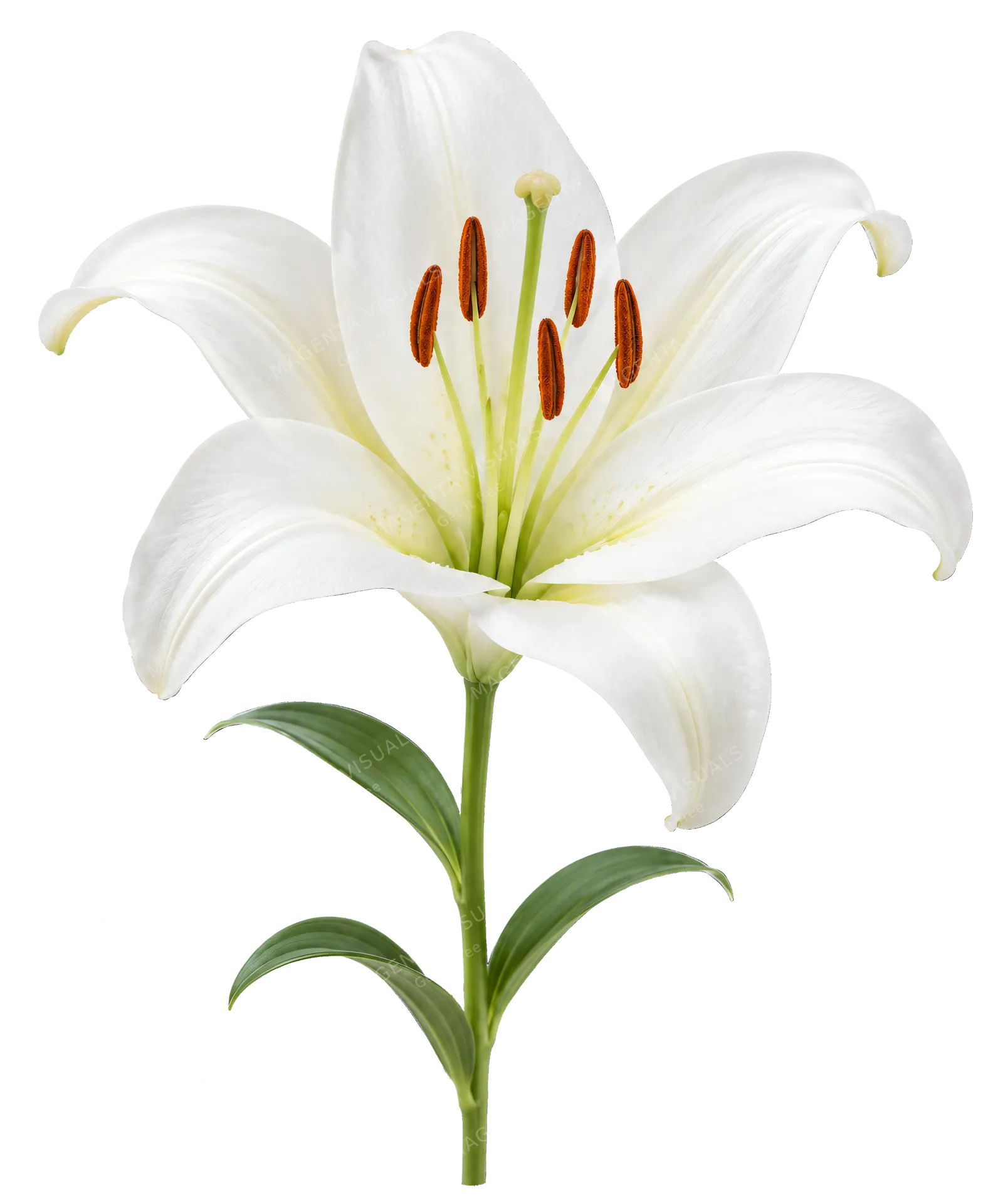 4K transparent cutout of product photography of a single elegant white lily flower with long petals and prominent stamens, isolated object, entire subject visible, centered in frame, pure white background…