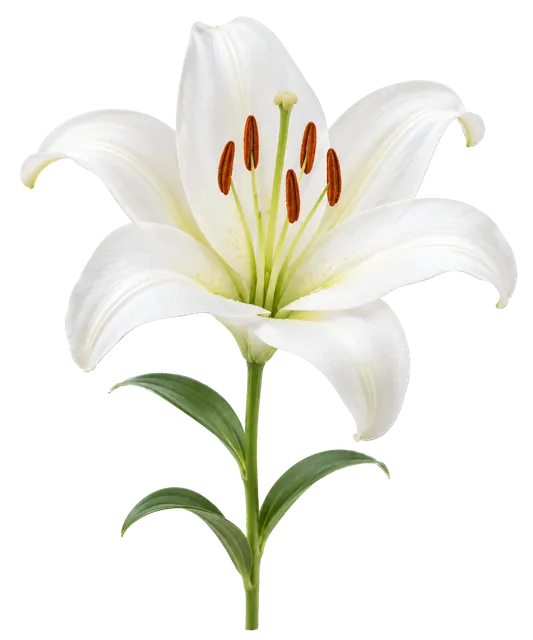 4K transparent cutout of product photography of a single elegant white lily flower with long petals and prominent stamens, isolated object, entire subject visible, centered in frame, pure white background…