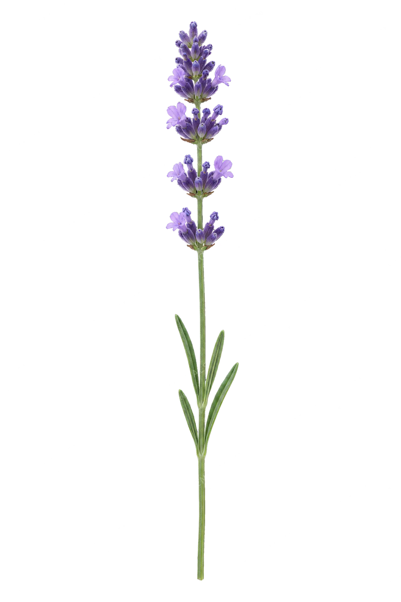 4K transparent cutout of product photography of a single delicate purple lavender stalk with small clustered blooms on a slender green stem, isolated object, entire subject visible, centered in frame, pur…