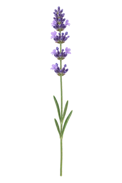 4K transparent cutout of product photography of a single delicate purple lavender stalk with small clustered blooms on a slender green stem, isolated object, entire subject visible, centered in frame, pur…