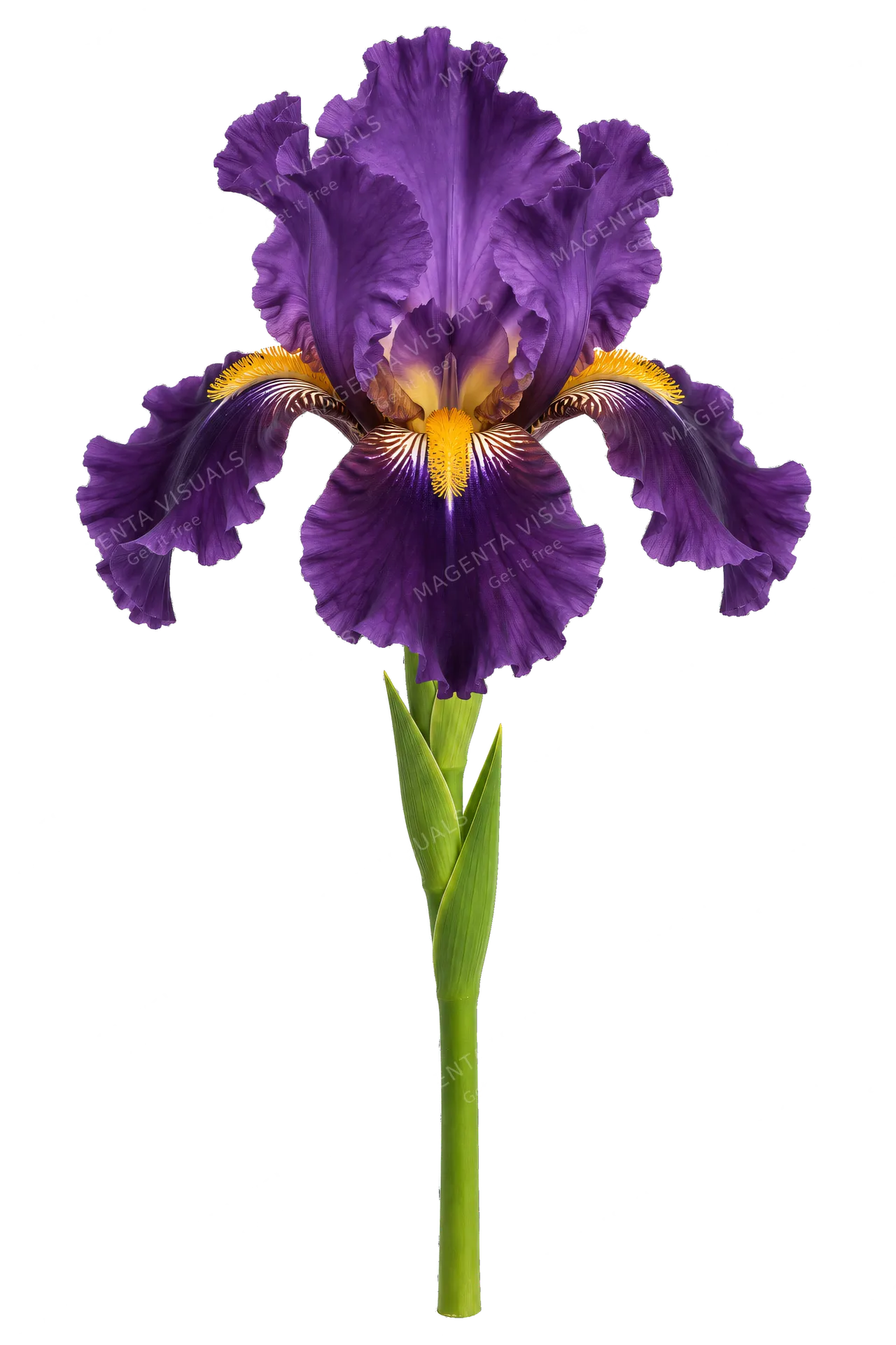 4K transparent cutout of product photography of a single iris flower featuring deep purple ruffled petals with yellow crests and a vibrant green stem, isolated object, entire subject visible, centered in…