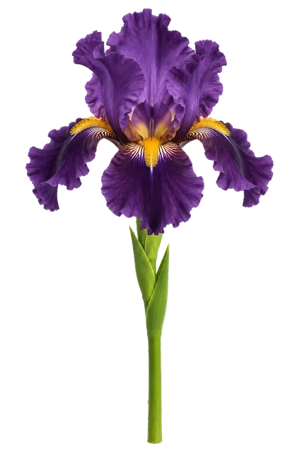 4K transparent cutout of product photography of a single iris flower featuring deep purple ruffled petals with yellow crests and a vibrant green stem, isolated object, entire subject visible, centered in…