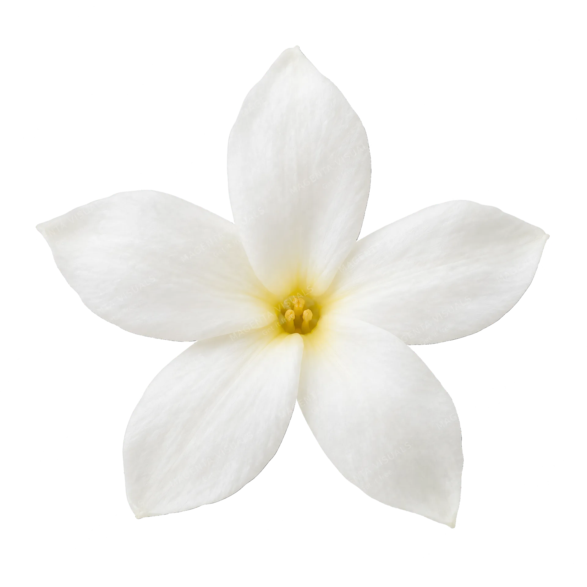4K transparent cutout of product photography of a single delicate, white jasmine blossom with five distinct petals and a slight yellow center, isolated object, entire subject visible, centered in frame, p…