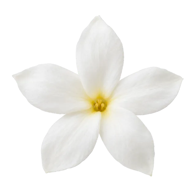 4K transparent cutout of product photography of a single delicate, white jasmine blossom with five distinct petals and a slight yellow center, isolated object, entire subject visible, centered in frame, p…