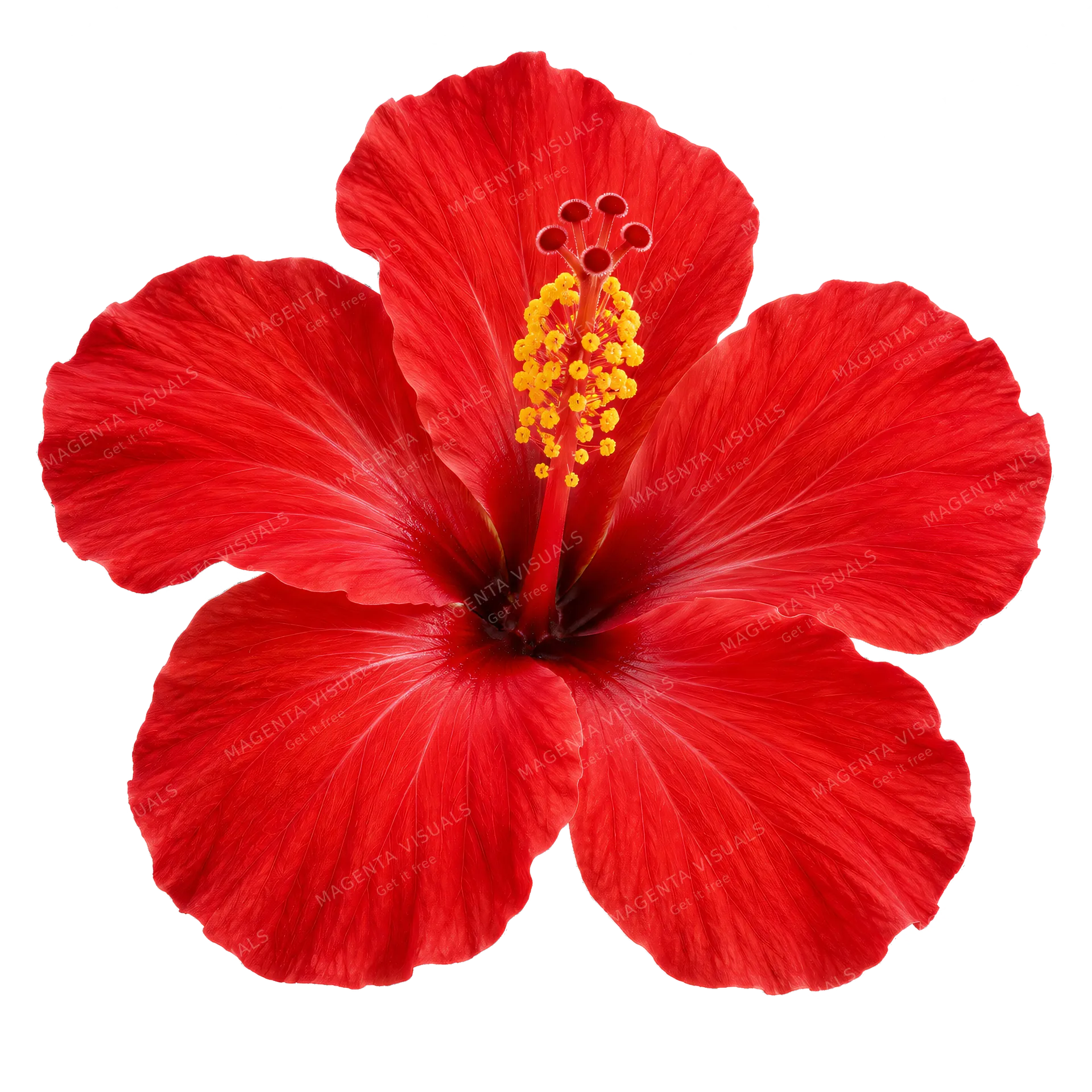 4K transparent cutout of product photography of a single hibiscus flower with vibrant red petals and a prominent yellow stamen, isolated object, entire subject visible, centered in frame, pure white backg…