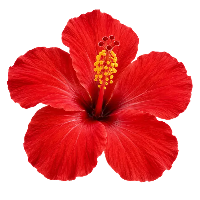4K transparent cutout of product photography of a single hibiscus flower with vibrant red petals and a prominent yellow stamen, isolated object, entire subject visible, centered in frame, pure white backg…