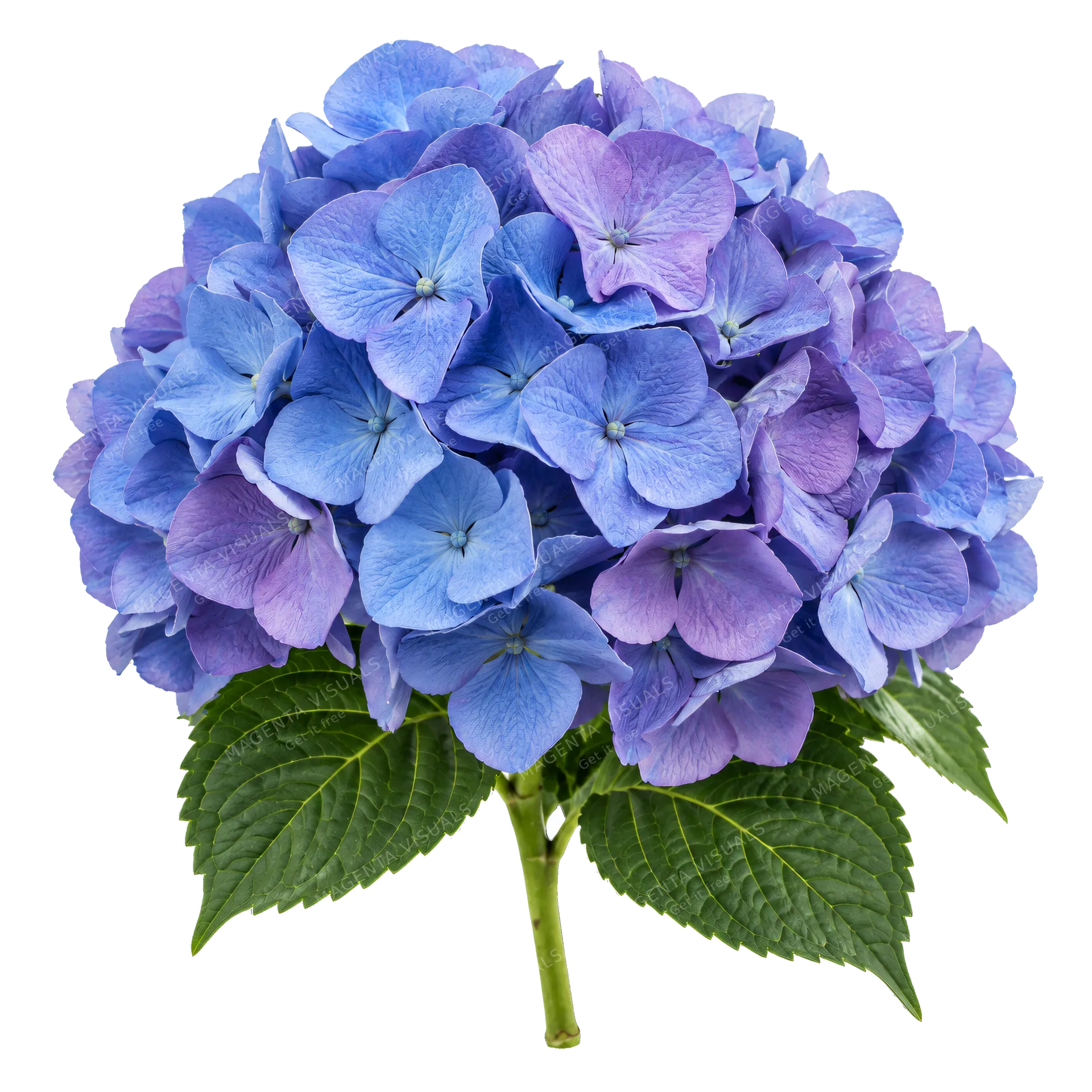 4K transparent cutout of product photography of a single large, rounded cluster of blue and purple hydrangea blossoms with delicate, overlapping petals and a few green leaves at the base, isolated object,…