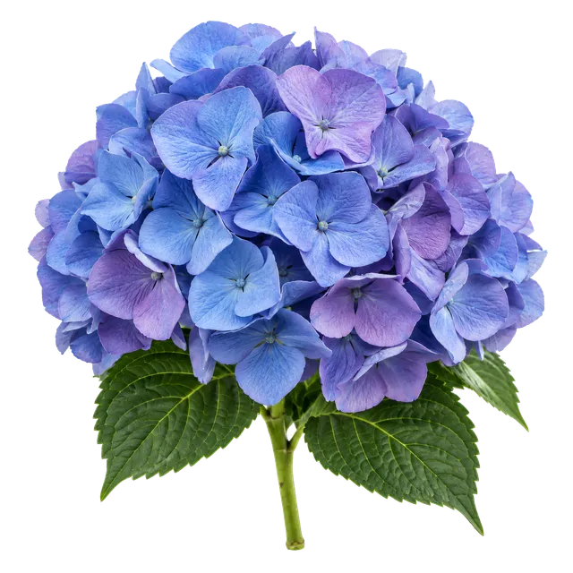 4K transparent cutout of product photography of a single large, rounded cluster of blue and purple hydrangea blossoms with delicate, overlapping petals and a few green leaves at the base, isolated object,…