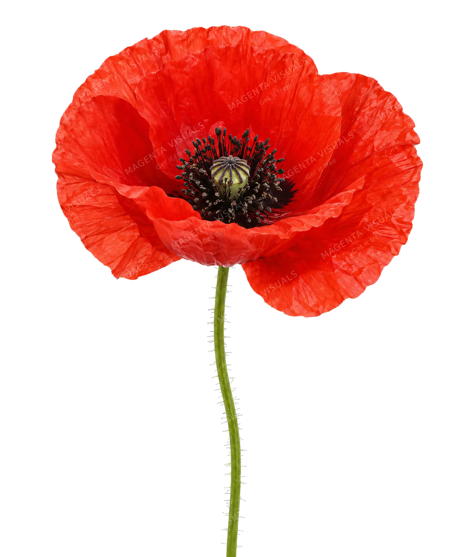 4K transparent cutout of product photography of a single vibrant red poppy flower with delicate papery petals and a dark center, isolated object, entire subject visible, centered in frame, pure white back…