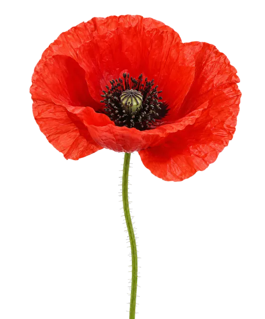 4K transparent cutout of product photography of a single vibrant red poppy flower with delicate papery petals and a dark center, isolated object, entire subject visible, centered in frame, pure white back…