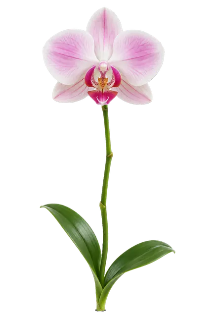 4K transparent cutout of product photography of a single delicate blooming orchid with elegant pink and white petals and a slender green stem, isolated object, entire subject visible, centered in frame, p…