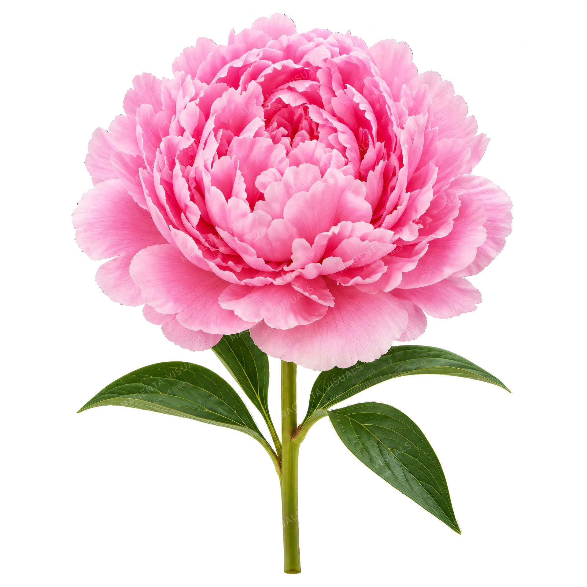 4K transparent cutout of product photography of a single lush, ruffled pink peony in full bloom with delicate layered petals and fresh green leaves at the base, isolated object, entire subject visible, ce…