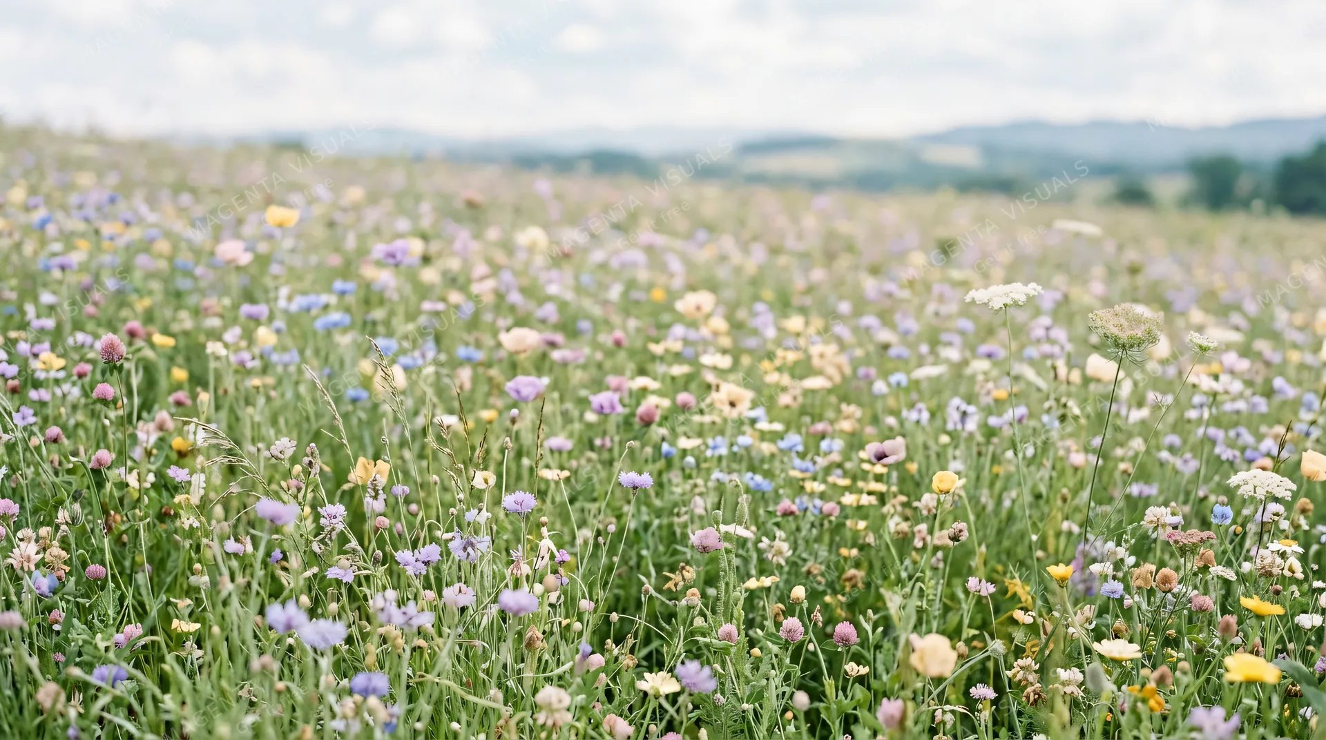 4K 16:9 widescreen background, desktop wallpaper or UI backdrop, field of wildflowers receding into soft focus or a gentle floral pattern wallpaper, subtle pastel hues, airy botanica…