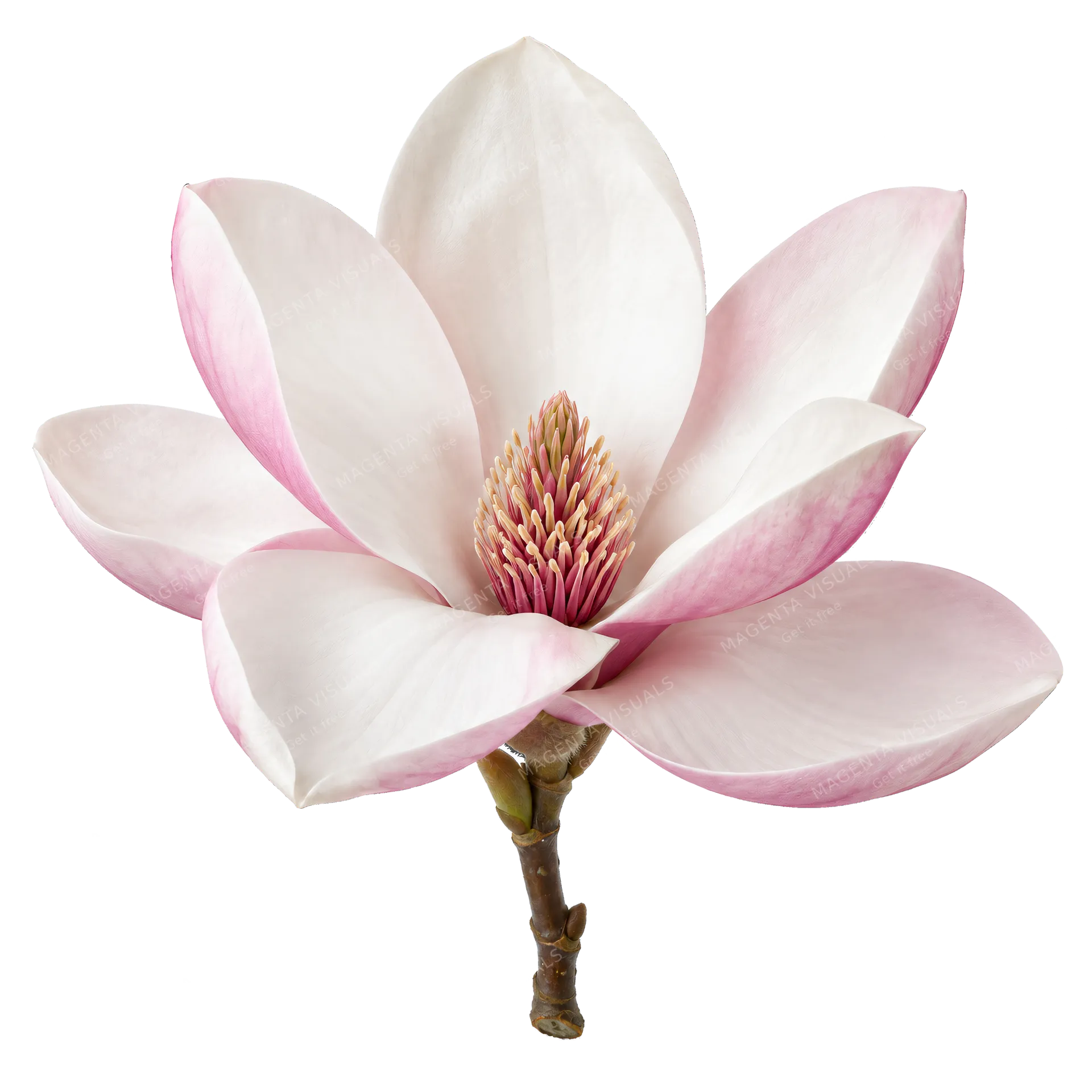 4K transparent cutout of product photography of a single beautiful blooming magnolia flower with elegant white and pink-tinged petals, isolated object, entire subject visible, centered in frame, pure whit…