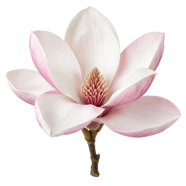 4K transparent cutout of product photography of a single beautiful blooming magnolia flower with elegant white and pink-tinged petals, isolated object, entire subject visible, centered in frame, pure whit…