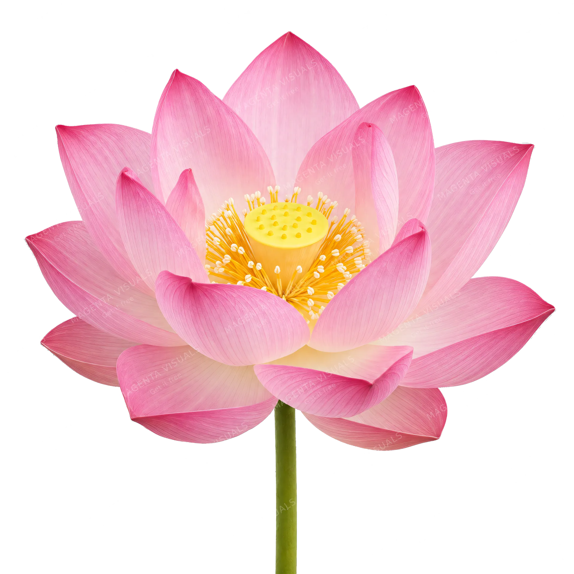 4K transparent cutout of product photography of a single beautiful pink lotus flower with layered delicate petals and a yellow center receptacle, isolated object, entire subject visible, centered in frame…