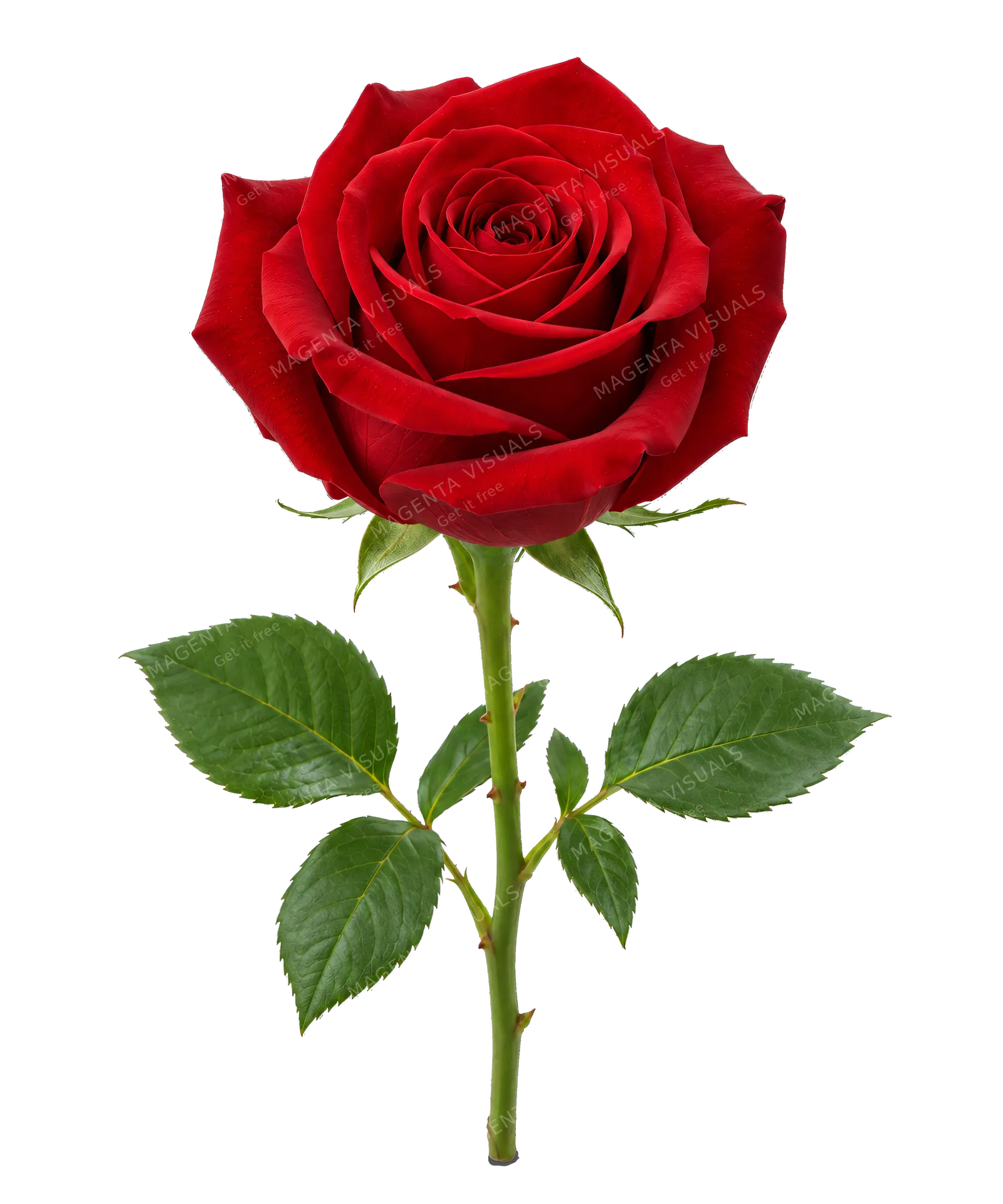 4K transparent cutout of product photography of a single deep red rose blossom in full bloom with velvety petals on a short green stem with a few leaves, isolated object, entire subject visible, centered…
