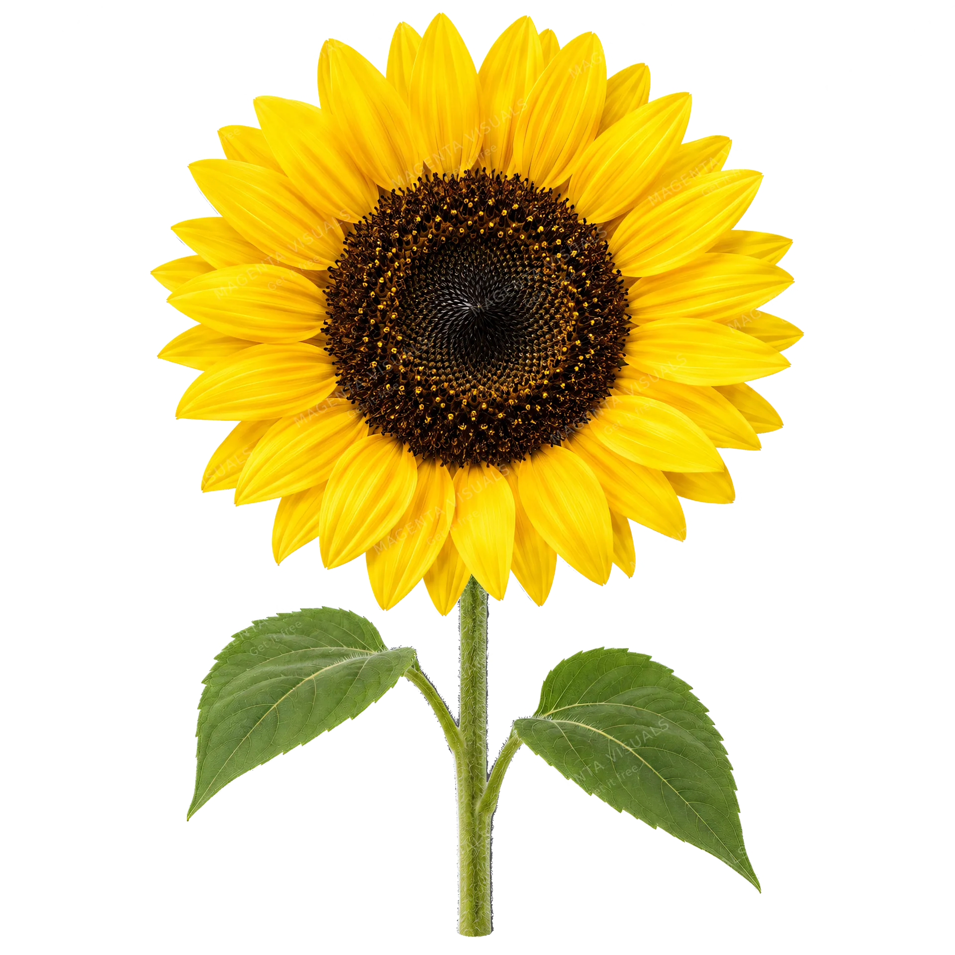 4K transparent cutout of product photography of a single vibrant yellow sunflower with a dark brown textured center, isolated object, entire subject visible, centered in frame, pure white background, seam…
