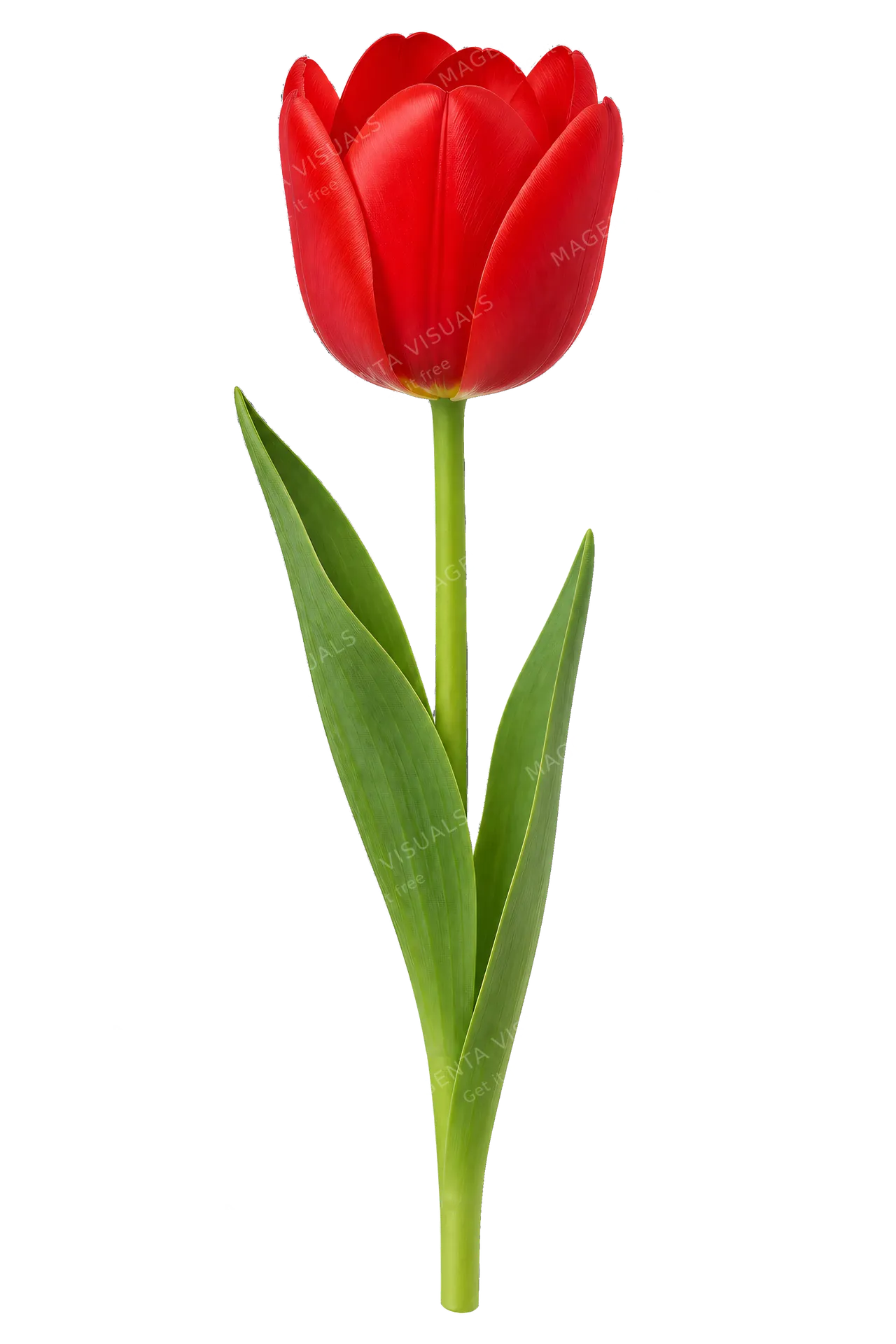 4K transparent cutout of product photography of a single vibrant red tulip, isolated object, entire subject visible, centered in frame, pure white background, seamless white backdrop, high key studio ligh…
