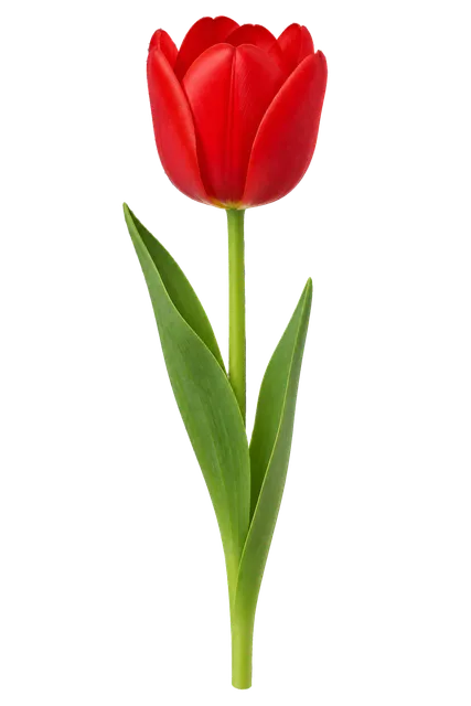 4K transparent cutout of product photography of a single vibrant red tulip, isolated object, entire subject visible, centered in frame, pure white background, seamless white backdrop, high key studio ligh…