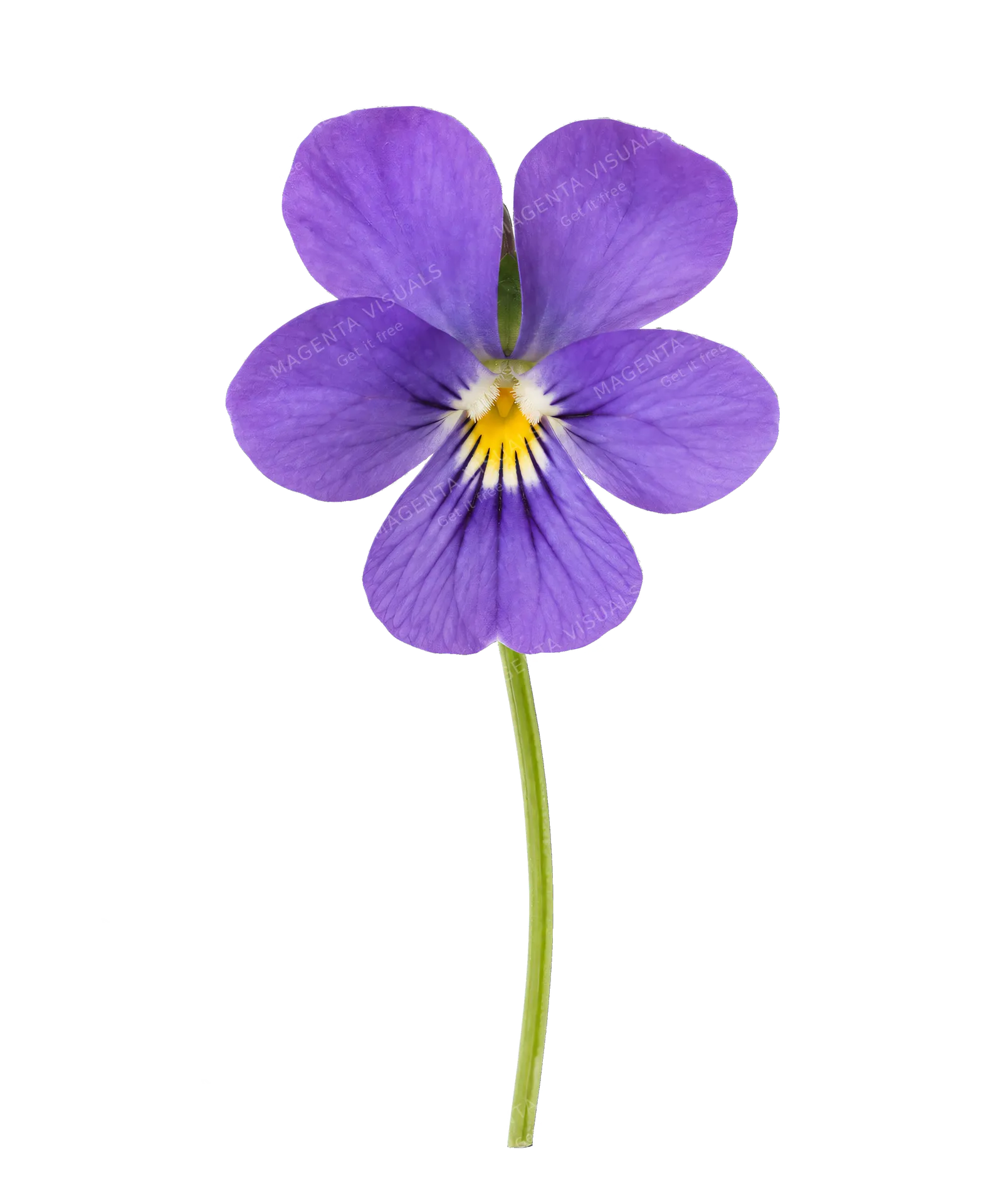 4K transparent cutout of product photography of a single delicate purple violet flower with a yellow center and subtle green stem, isolated object, entire subject visible, centered in frame, pure white ba…