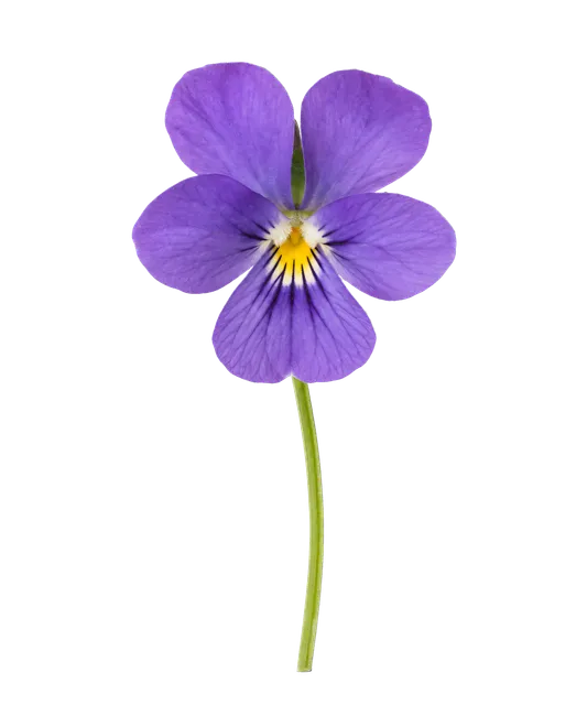 4K transparent cutout of product photography of a single delicate purple violet flower with a yellow center and subtle green stem, isolated object, entire subject visible, centered in frame, pure white ba…