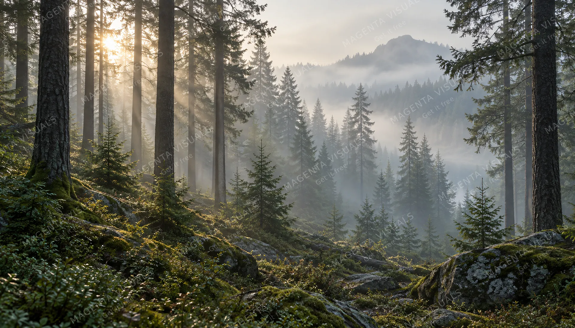 4K 16:9 widescreen background, desktop wallpaper or UI backdrop, misty pine forest in morning light, tall tree trunks receding into soft fog, tranquil woodland ambience, subdued tone…