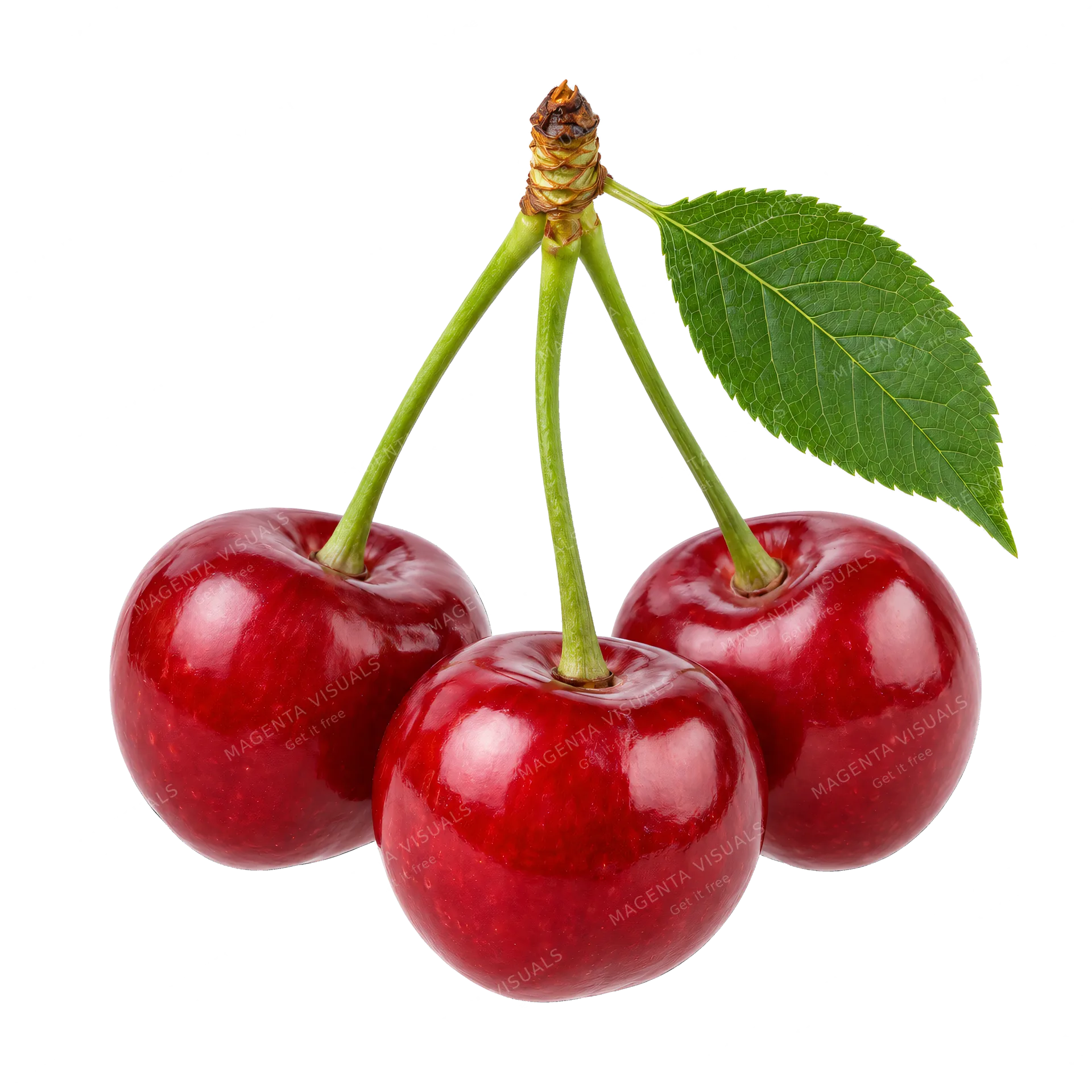 4K transparent cutout of product photography of a single small typical cluster of cherries on a stem, isolated object, entire subject visible, centered in frame, pure white background, seamless white back…