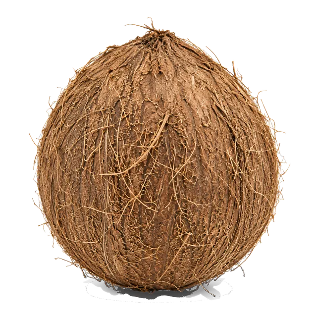 4K transparent cutout of product photography of a single whole, unbroken coconut with a textured brown fibrous husk, isolated object, entire subject visible, centered in frame, pure white background, seam…