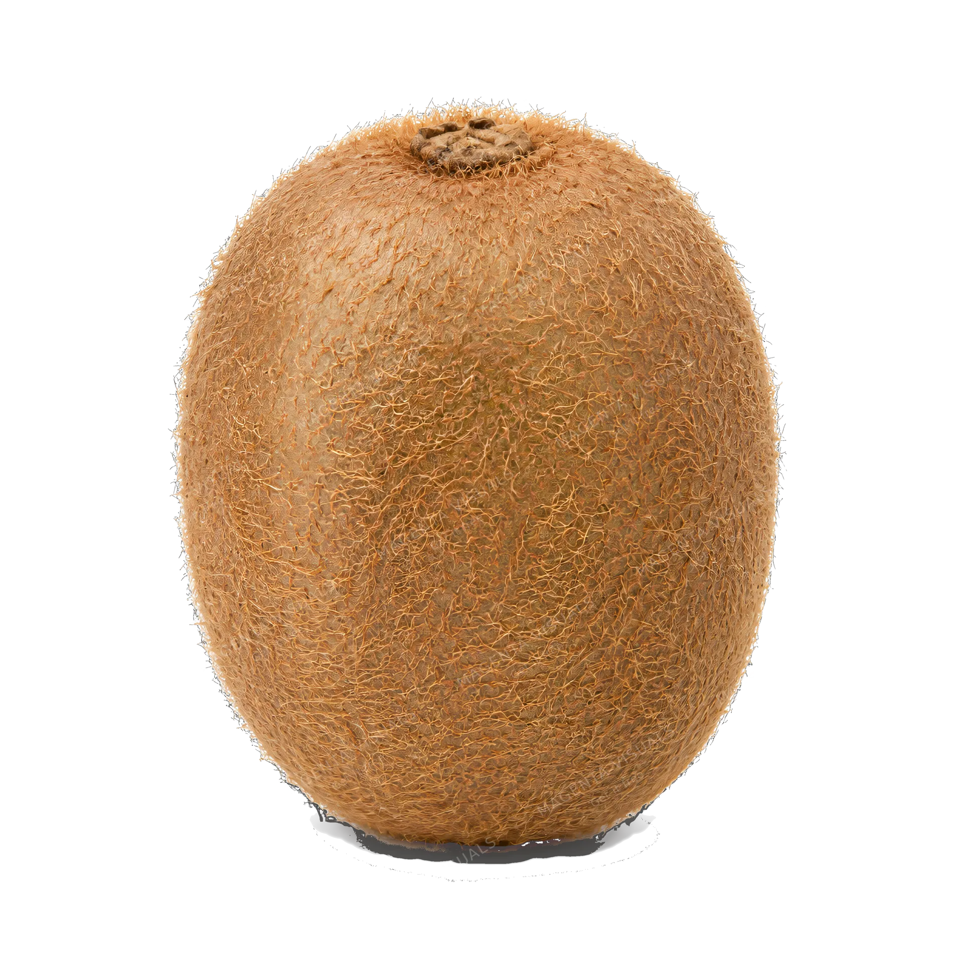 4K transparent cutout of product photography of a single whole kiwi with fuzzy brown skin, isolated object, entire subject visible, centered in frame, pure white background, seamless white backdrop, high…