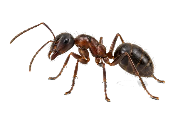 4K transparent cutout of product photography of a single ant, dark brown and black body, detailed exoskeleton, defined segments and antennae, isolated object, entire subject visible, centered in frame, st…