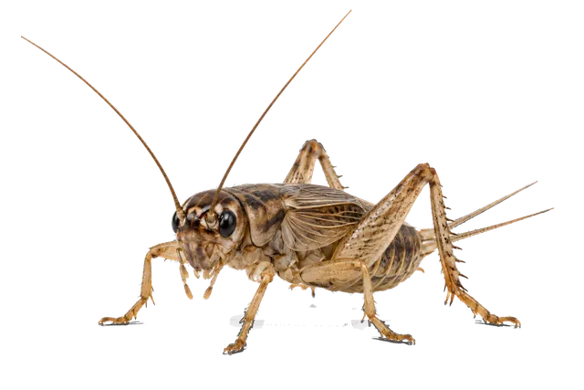 4K transparent cutout of product photography of a single cricket, isolated object, entire subject visible, centered in frame, standing naturally, pure white background, seamless white backdrop, high key s…