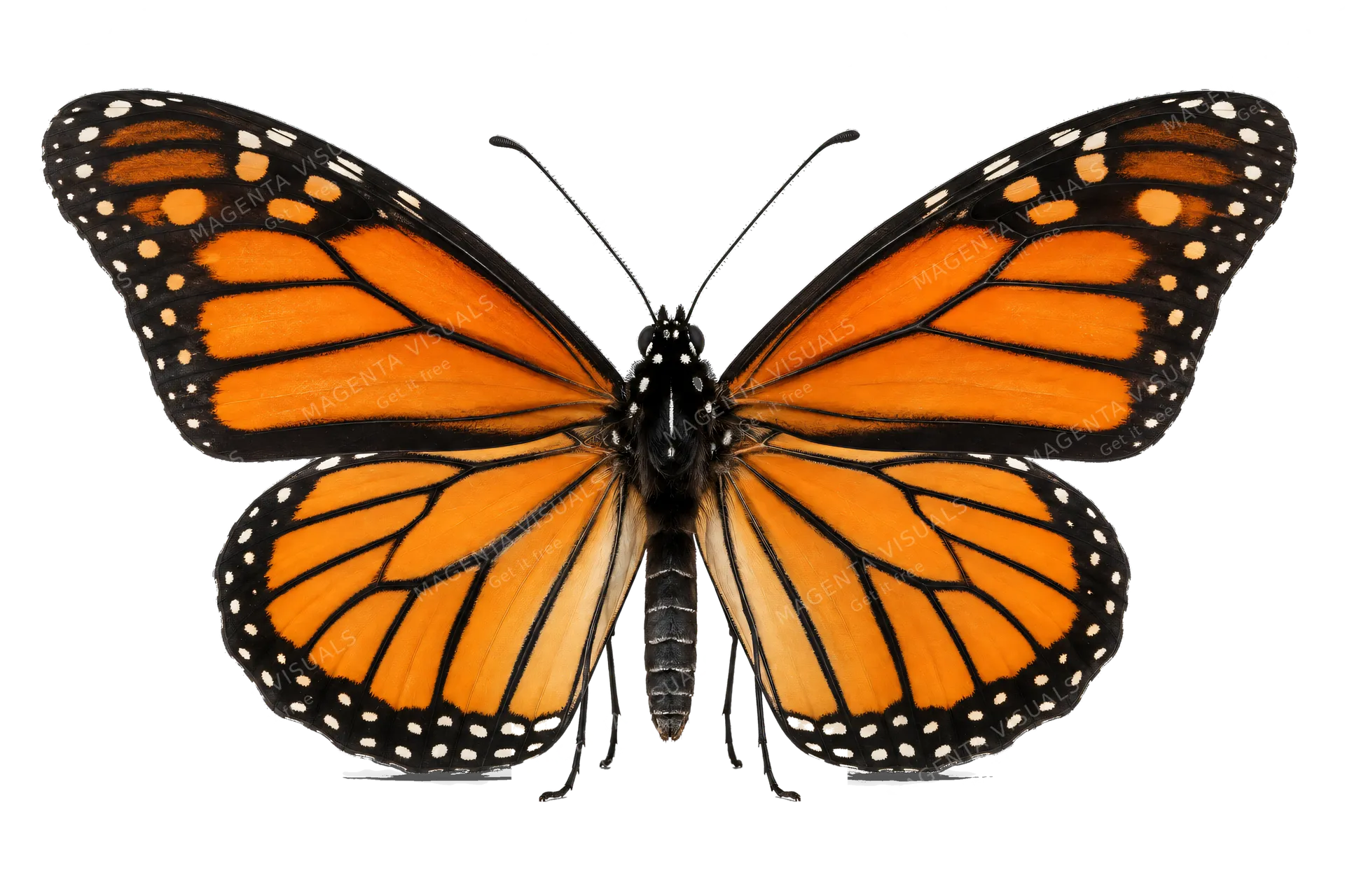 4K transparent cutout of product photography of a single monarch butterfly, isolated object, entire subject visible, centered in frame, standing naturally, pure white background, seamless white backdrop,…