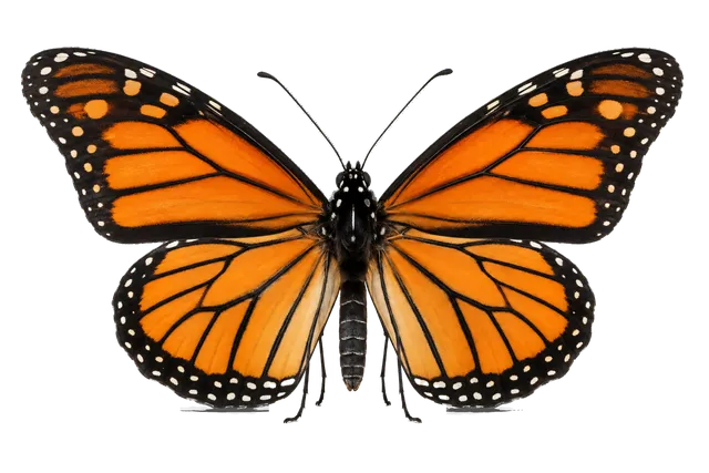 4K transparent cutout of product photography of a single monarch butterfly, isolated object, entire subject visible, centered in frame, standing naturally, pure white background, seamless white backdrop,…