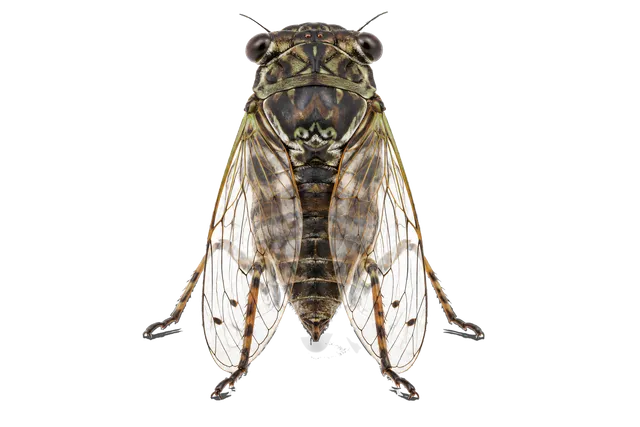 4K transparent cutout of product photography of a single cicada with transparent veined wings and prominent eyes, isolated object, entire subject visible, centered in frame, standing naturally, pure white…