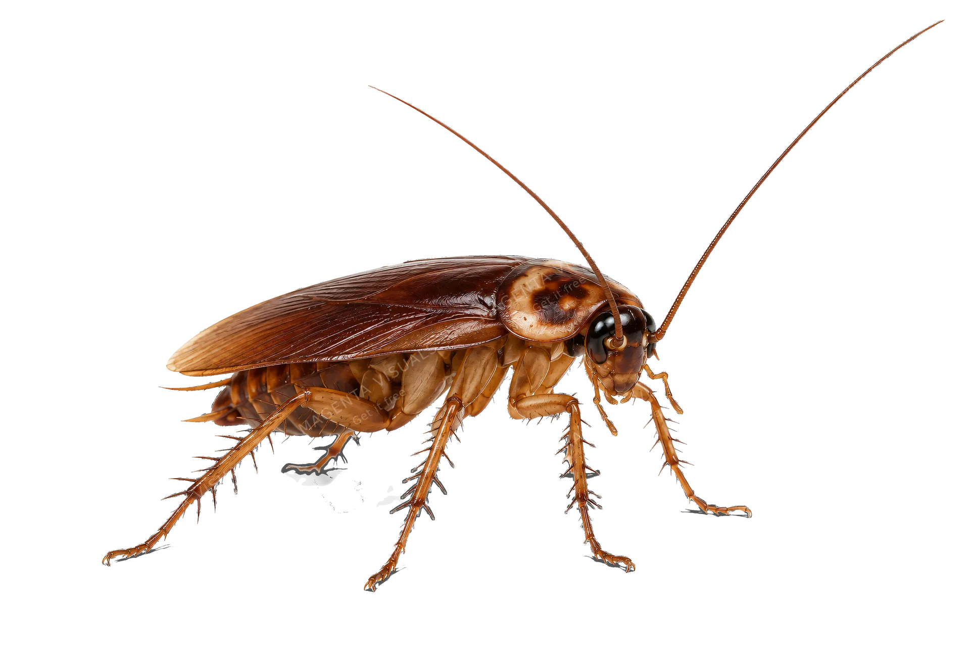 4K transparent cutout of product photography of a single common brown cockroach with spiny legs and long antennae, isolated object, entire subject visible, centered in frame, standing naturally, pure whit…