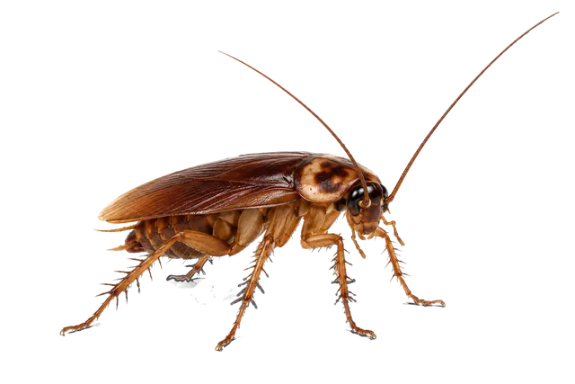 4K transparent cutout of product photography of a single common brown cockroach with spiny legs and long antennae, isolated object, entire subject visible, centered in frame, standing naturally, pure whit…