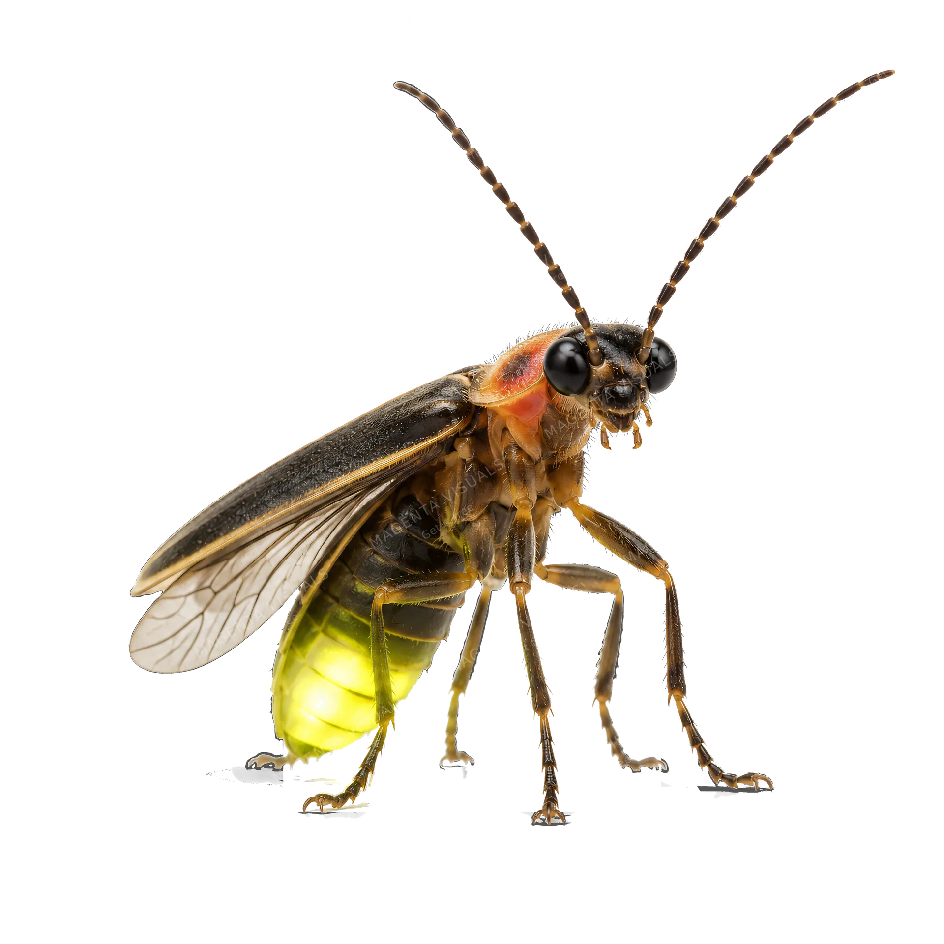 4K transparent cutout of product photography of a single firefly with a bioluminescent abdomen and delicate wings, isolated object, entire subject visible, centered in frame, standing naturally, pure whit…