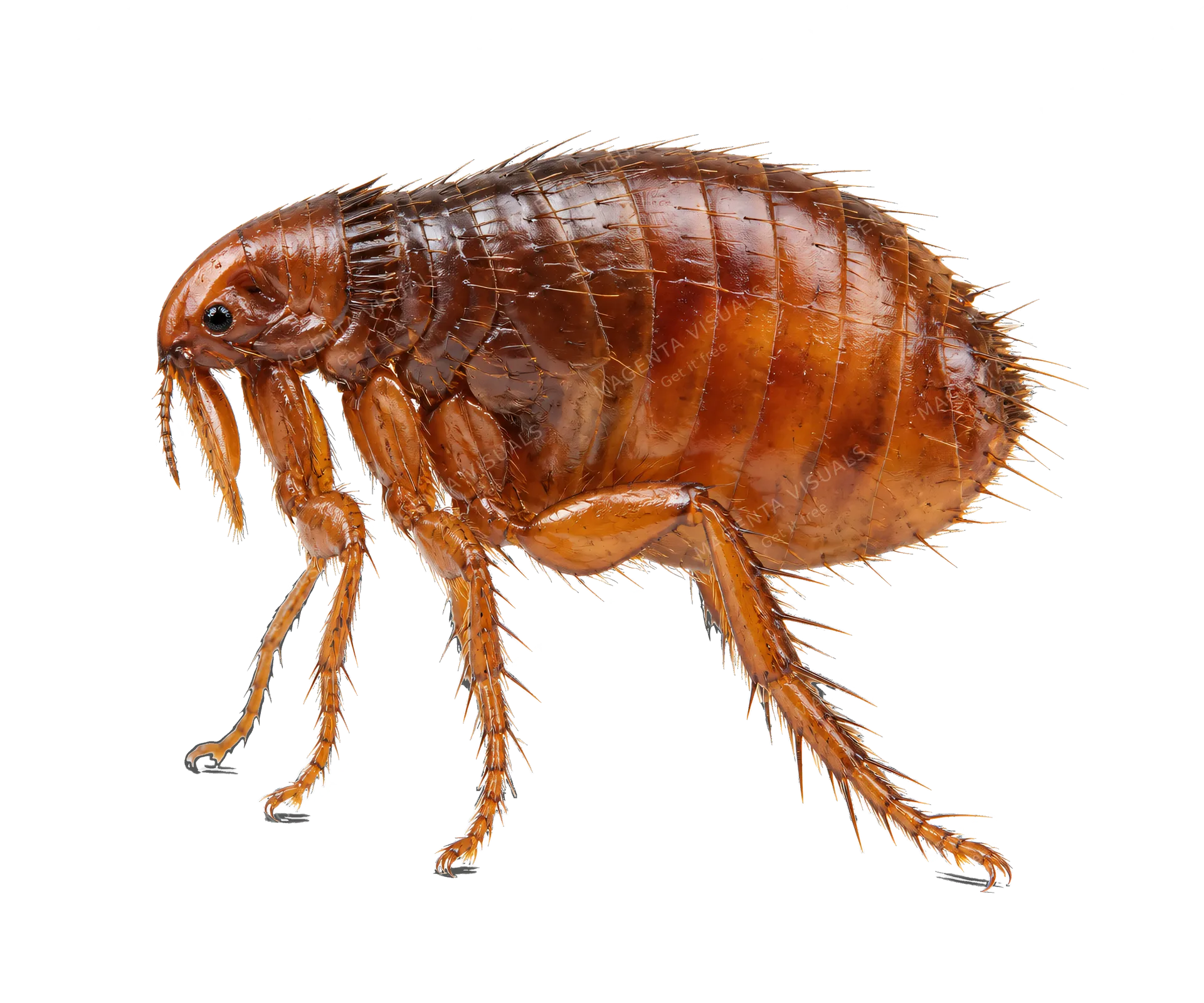 4K transparent cutout of product photography of a single flea with a laterally flattened reddish-brown body and powerful hind legs, isolated object, entire subject visible, centered in frame, standing nat…