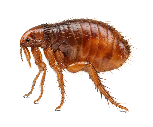 4K transparent cutout of product photography of a single flea with a laterally flattened reddish-brown body and powerful hind legs, isolated object, entire subject visible, centered in frame, standing nat…