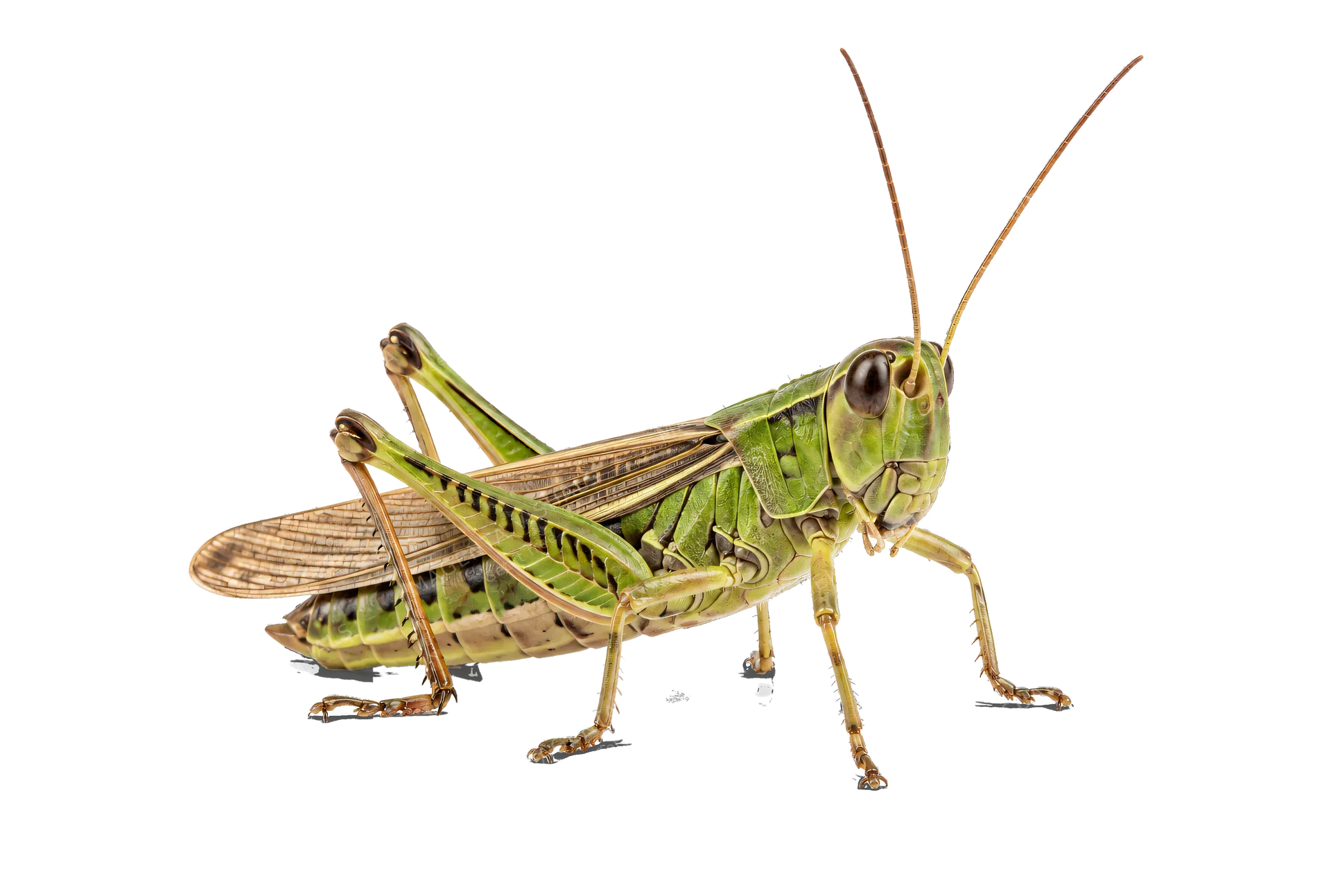 4K transparent cutout of product photography of a single grasshopper, isolated object, entire subject visible, centered in frame, standing naturally, pure white background, seamless white backdrop, high k…