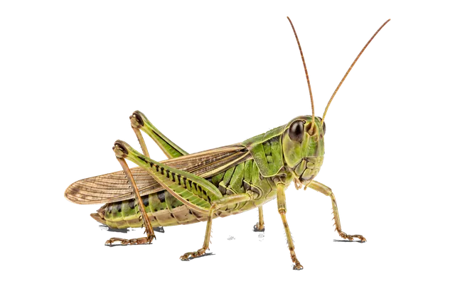 4K transparent cutout of product photography of a single grasshopper, isolated object, entire subject visible, centered in frame, standing naturally, pure white background, seamless white backdrop, high k…