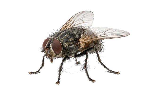 4K transparent cutout of product photography of a single common housefly, isolated object, entire subject visible, centered in frame, standing naturally, pure white background, seamless white backdrop, hi…