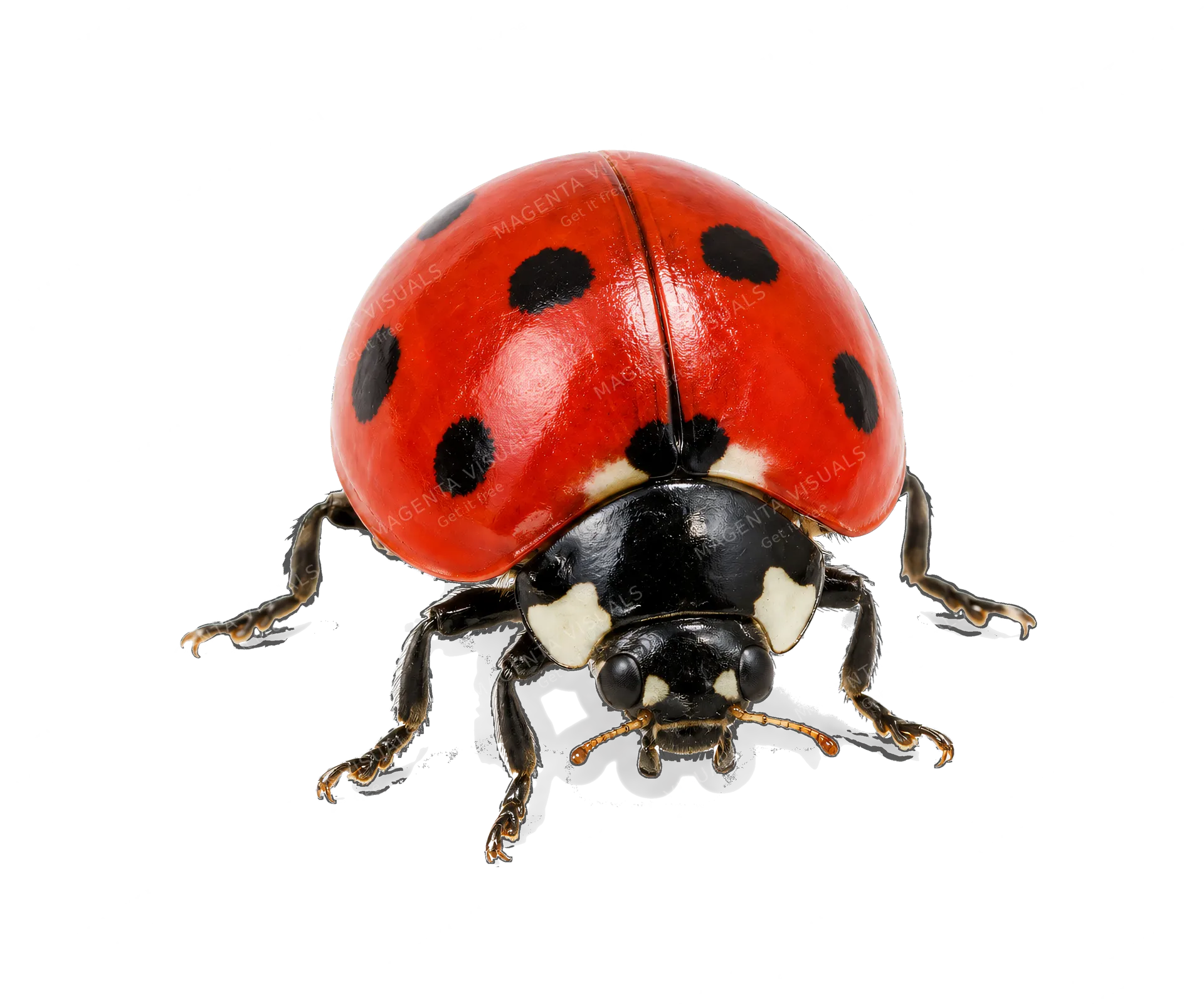 4K transparent cutout of product photography of a single ladybug, bright red domed wings with distinct black spots, black head and legs, isolated object, entire subject visible, centered in frame, standin…