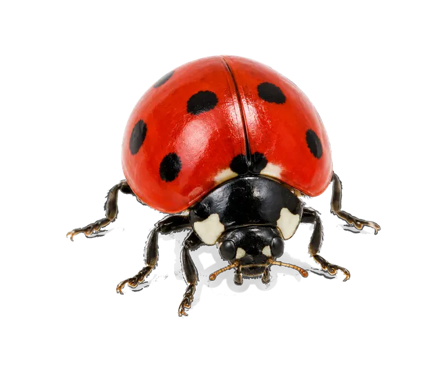 4K transparent cutout of product photography of a single ladybug, bright red domed wings with distinct black spots, black head and legs, isolated object, entire subject visible, centered in frame, standin…