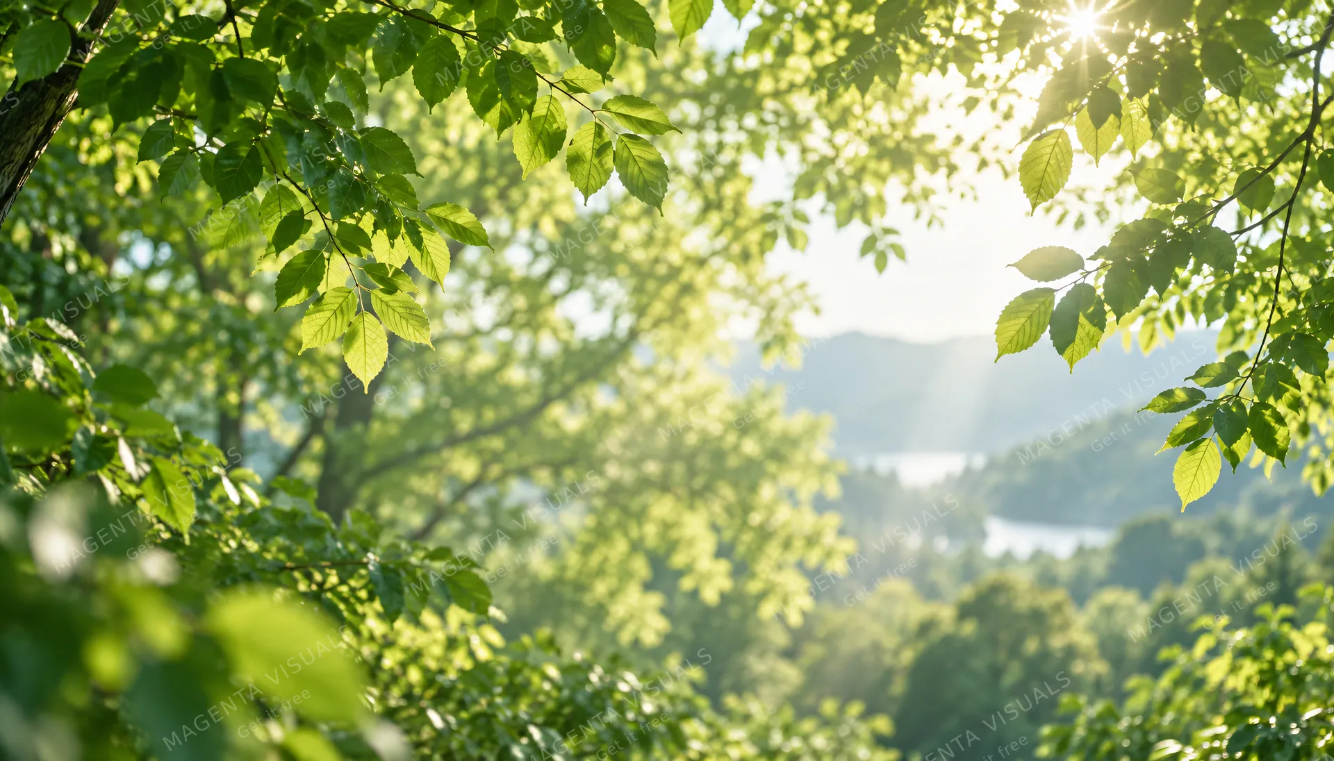4K 16:9 widescreen background desktop wallpaper or UI backdrop featuring a serene green foliage canopy, gentle diffused sunlight filtering through leaves, lush organic atmosphere, fu…