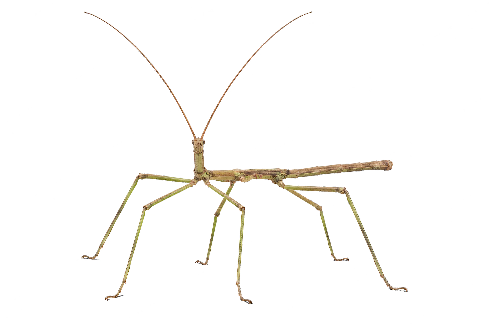 4K transparent cutout of product photography of a single stick insect, isolated object, entire subject visible, centered in frame, standing naturally, pure white background, seamless white backdrop, high…