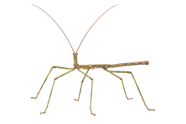 4K transparent cutout of product photography of a single stick insect, isolated object, entire subject visible, centered in frame, standing naturally, pure white background, seamless white backdrop, high…